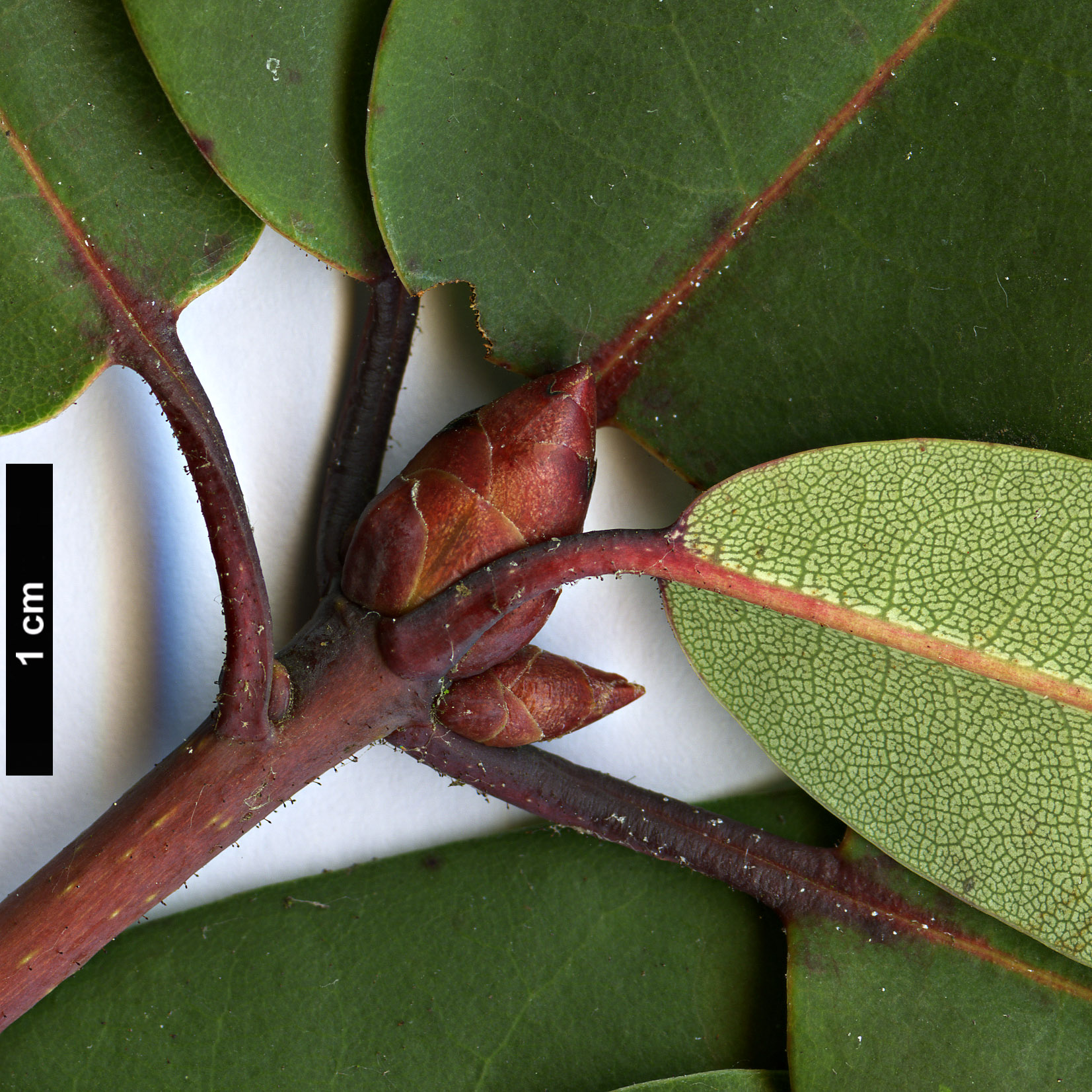 High resolution image: Family: Ericaceae - Genus: Rhododendron - Taxon: oreodoxa - SpeciesSub: var. fargesii